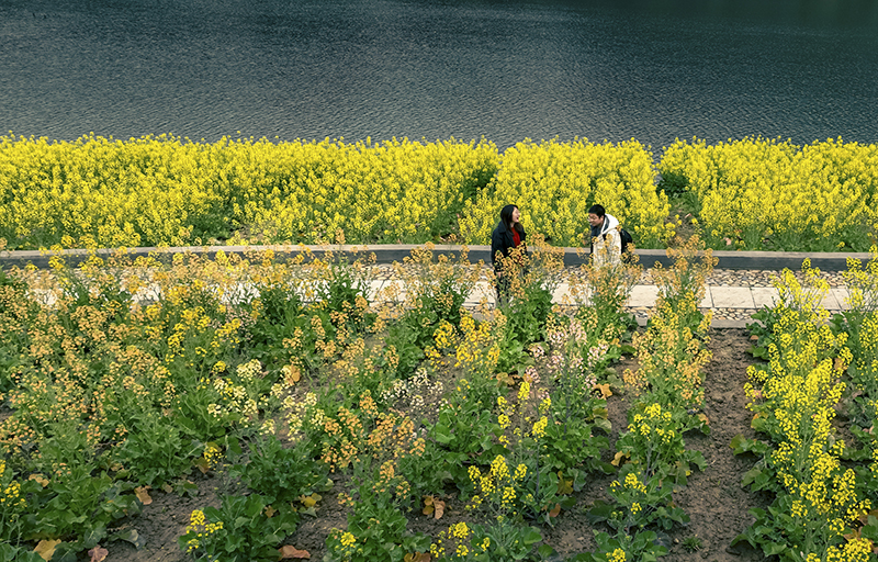 �D�f(shu��)|ɽ�عŴ��Ͳ˻��_ ̤���p�������