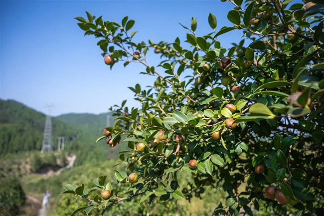 ��ɽ(li��n)��(d��ng)���cɽ���d����չ�a(ch��n)�I(y��)� ������ɫ�r(n��ng)�a(ch��n)���ƾֳ�Ȧ��