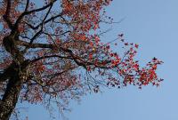 ���� ���^�t���ŵ�����һ�ף�