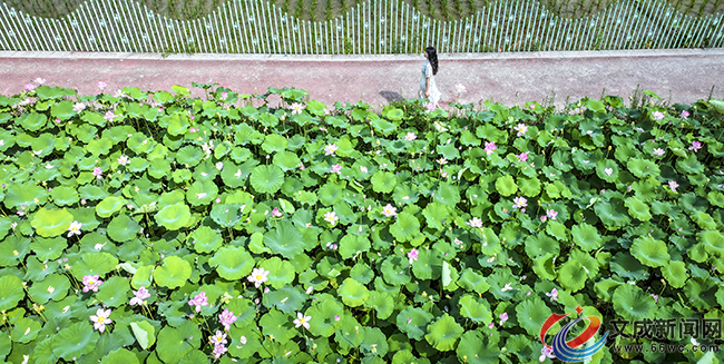 �D�f(shu��)���������� ���ɡ�������