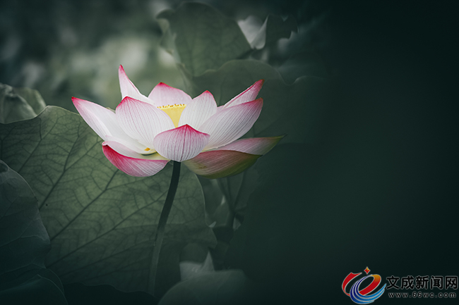 �D�f�����պɻ��M���_ ͤͤ����ӭ�́�