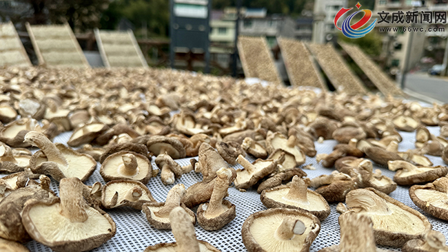 �p���l�����㡤�����������Ƅӏ��帻��